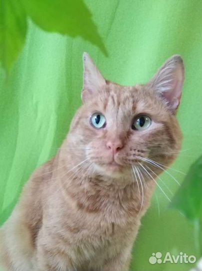 Константин ищет дом