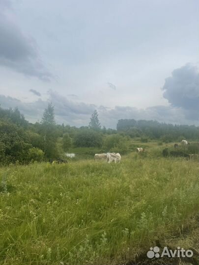 Коровы и телки