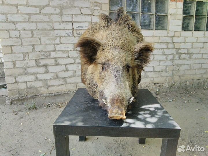 Голова кабана