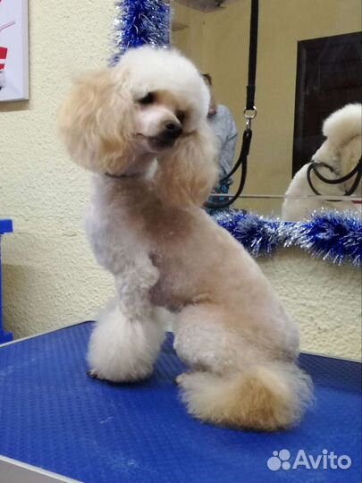 Груминг собак Ленинаван, Военвед, Суворовский