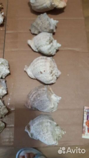 Набор ракушек.Раковина морская, ракушки с шумом мо
