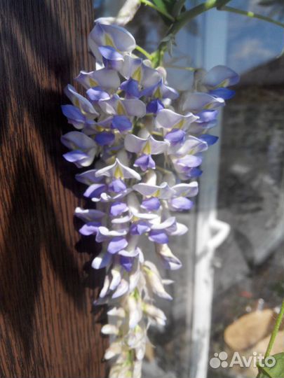 Глициния (вистерия) морозостойкая Blue Moon