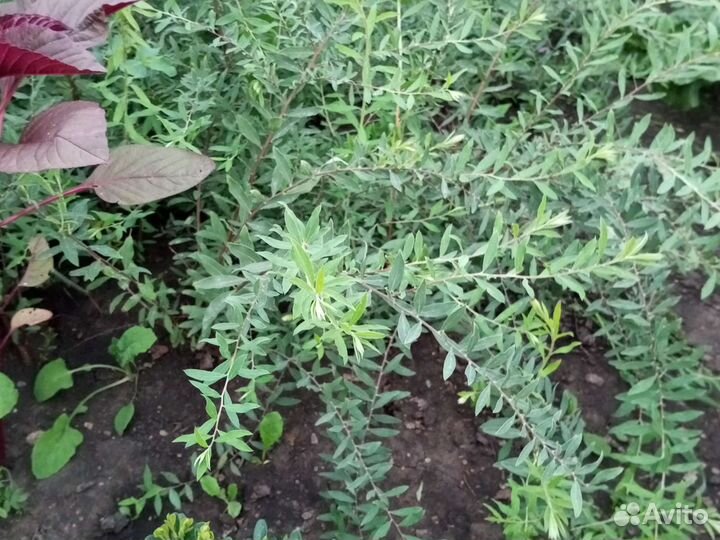 Спирея Вангутта, серая