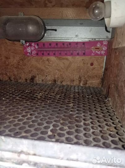 Брудер для цыплят