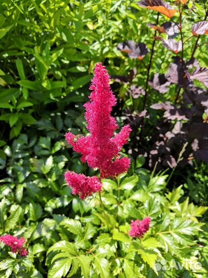 Астильба бордовая