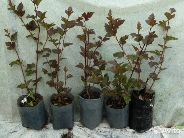 Пузыреплодник 