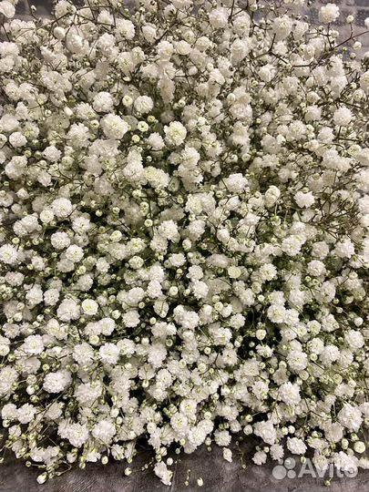 Гипсофила букет цветы