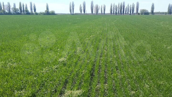 Участок 4,89 га (СНТ, ДНП)