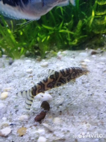 Аквариумная рыбка Боция