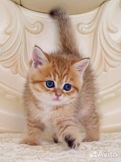 Британские золотые котята