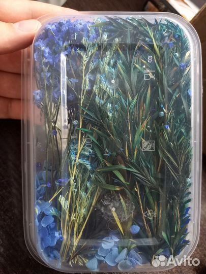 Сухоцветы для творчества