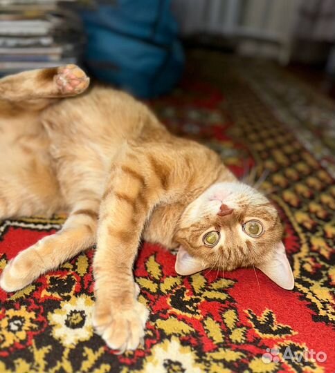 Кот в добрые руки