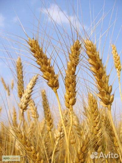 Пшеница