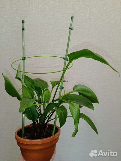 Дримиопсис