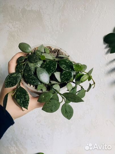 Хойя лакуноза и хойя карноза