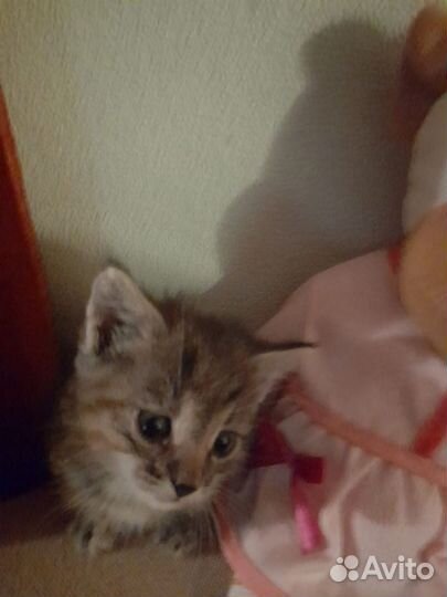 Котенок в дар