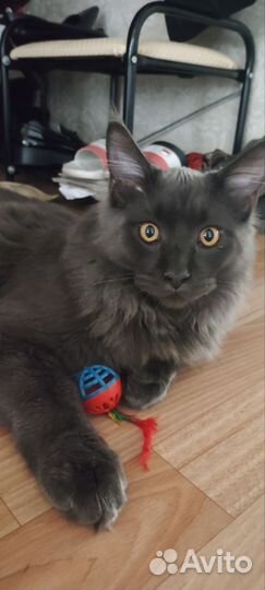 Коты майкуны 7 месяцев