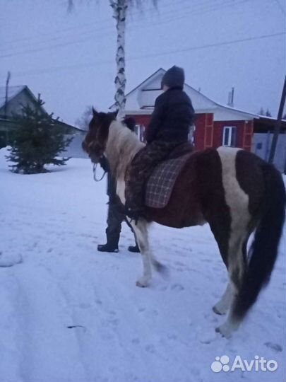 Конные прогулки