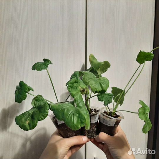 Пеларгония София Эмма