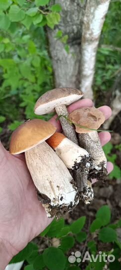 Белые грибы