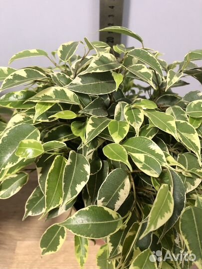 Фикус Бенджамина Кинки