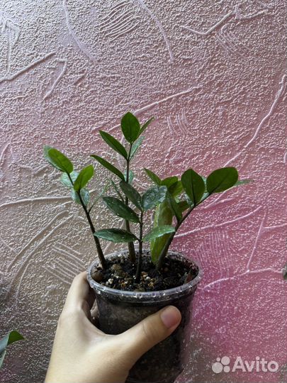 Замиокулькас