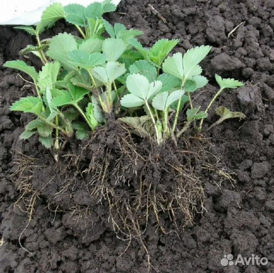 Клубника сортовая рассада