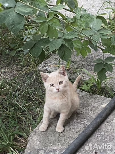 Отдам в добрые руки