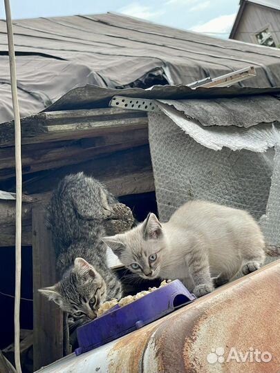 Котята в добрые руки бесплатно