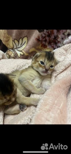 Абиссинские котята