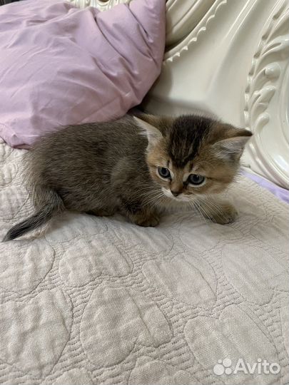 Шотландские котята