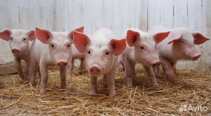 Продам поросят