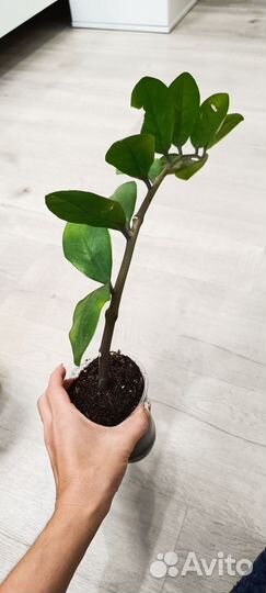 Замиокулькас