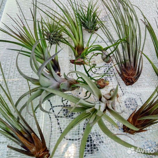 Тилландсия