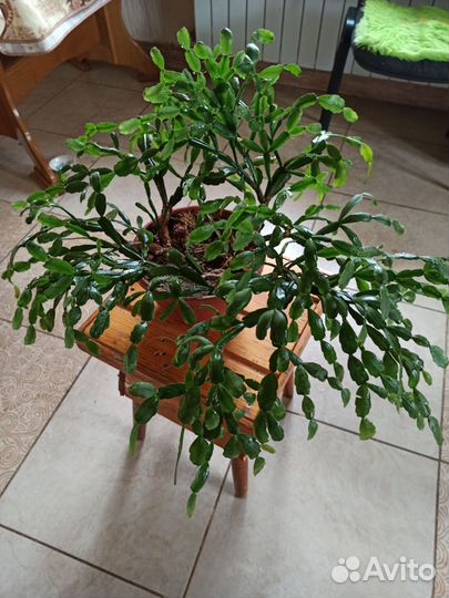 Декабрист зигокактус