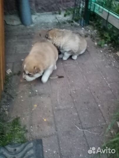 Щенки хаски