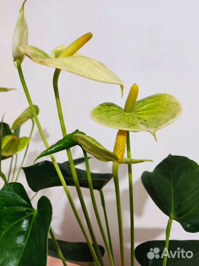 Антуриум Ванилла