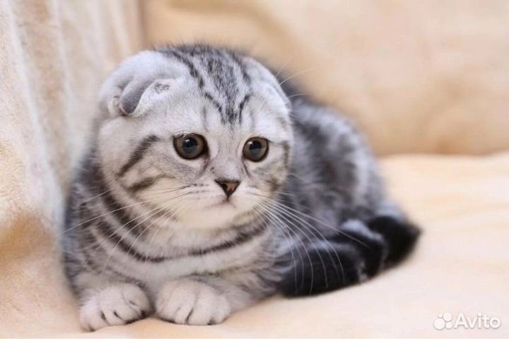 Шотландские котята