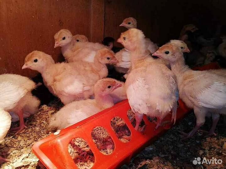 Индюшата категории супертяжелый кросс