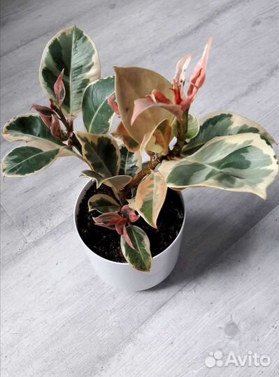 Фикусы на срез и укорененные