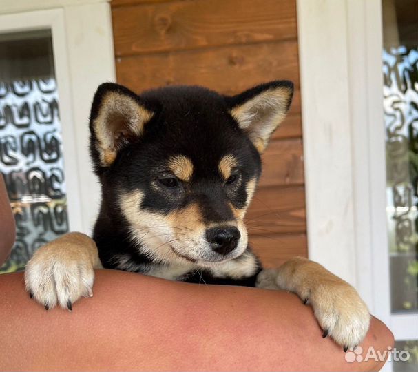 Щенки Сиба ину