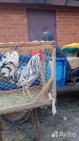 Продажа петухов