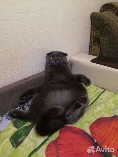 Котик в добрые руки