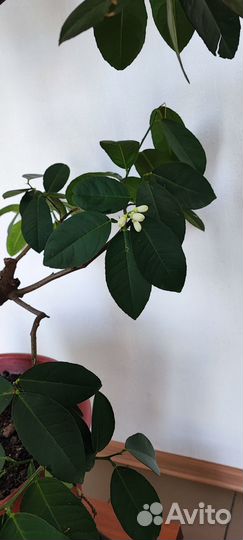 Продам лимон