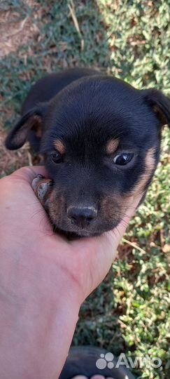 Собачка ищет новый дом