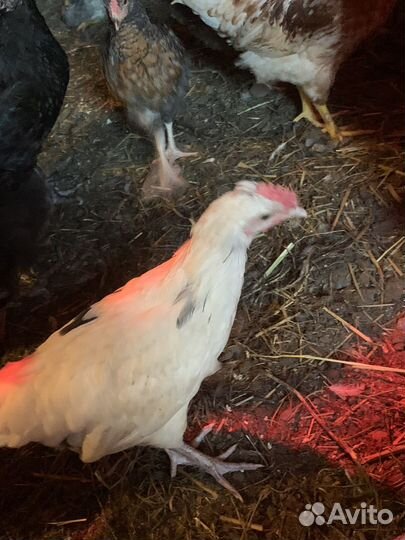 Молодые петушки