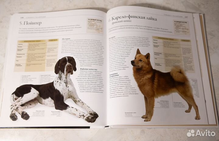 Книга Все породы собак