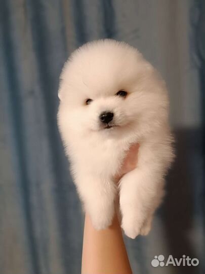 Японский шпиц мальчик красавчик