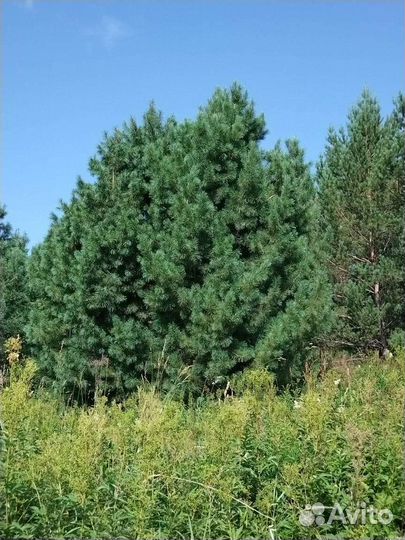 Кедр сибирский