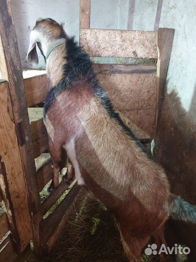 Случка Нубийский козел 100